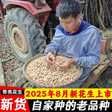 2025年新带壳白花生广西农村自种老品种花生米小粒脆甜食品小零食