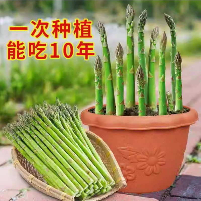 Рассада спаржи с зелеными корнями, рассада спаржи на все времена года, рассада овощей, корневая рассада в горшках, посадка на балконе во дворе, многолетние корни