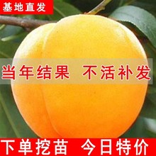 黄桃树苖桃树果苗嫁接苗冬桃油桃树果苗南方北方种植桃苗当年结果