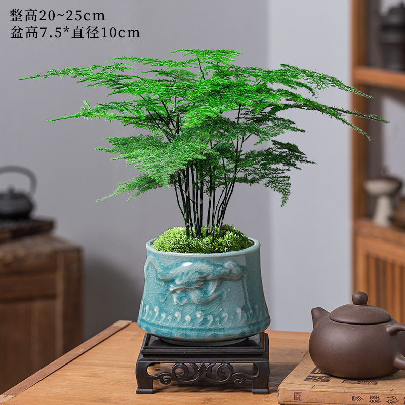 Boutique bambou + bassin en relief en forme de dragon + support inférieur + mousse