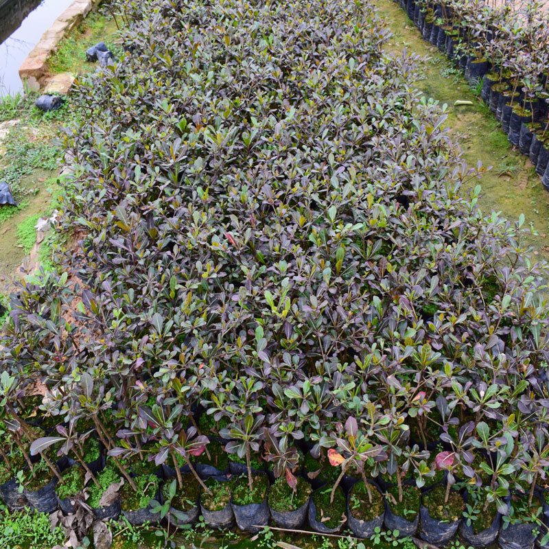 Base Sells Small-Leaf Terminalia Saplings, Umbrella Trees, Courtyard Landscaping Seedlings, Fine-Leaf Terminalia Saplings for Outdoor Planting