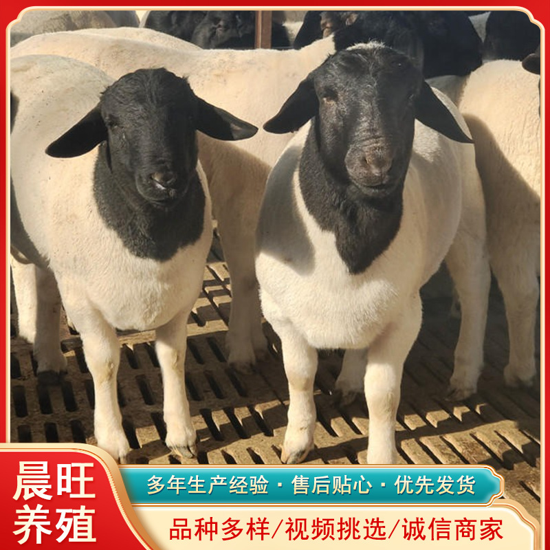 四川努比亚黑山羊养殖波尔山羊种公羊价格肉羊春天适合养殖