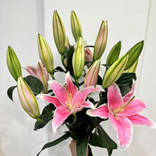 云南鲜花基地直批香水百合花鲜花批发花店拿货团购货源可一件代发