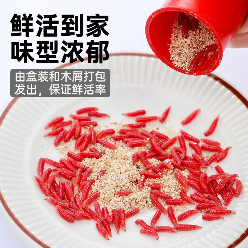 Большая коробка живых красных личинок (мотыли), живой карась, наживка для дикой рыбалки, большие земляные черви и красные черви, оптовая живая наживка — незаменима для ловли в дикой природе