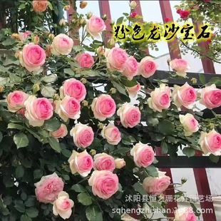 �Nޱ�����ٱ��¼��󻨝���ͥԺ����ֲ�ﻨ�����ԚW��õ���ļ��_��