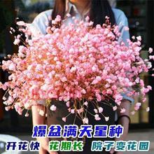 【粉色满天星种子】丝竹花四季易爆盆栽阳台庭院鲜花卉花种子大全