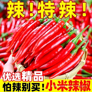 С���������r5�����lС�׽����콷����������Ƥ���t����ָ�콷10