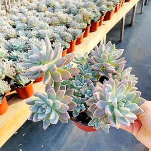 ���`��������ֲ��ɢ�b��ѩ�����ļ��ͺ��͟��̨���^�GֲÓ���l؛