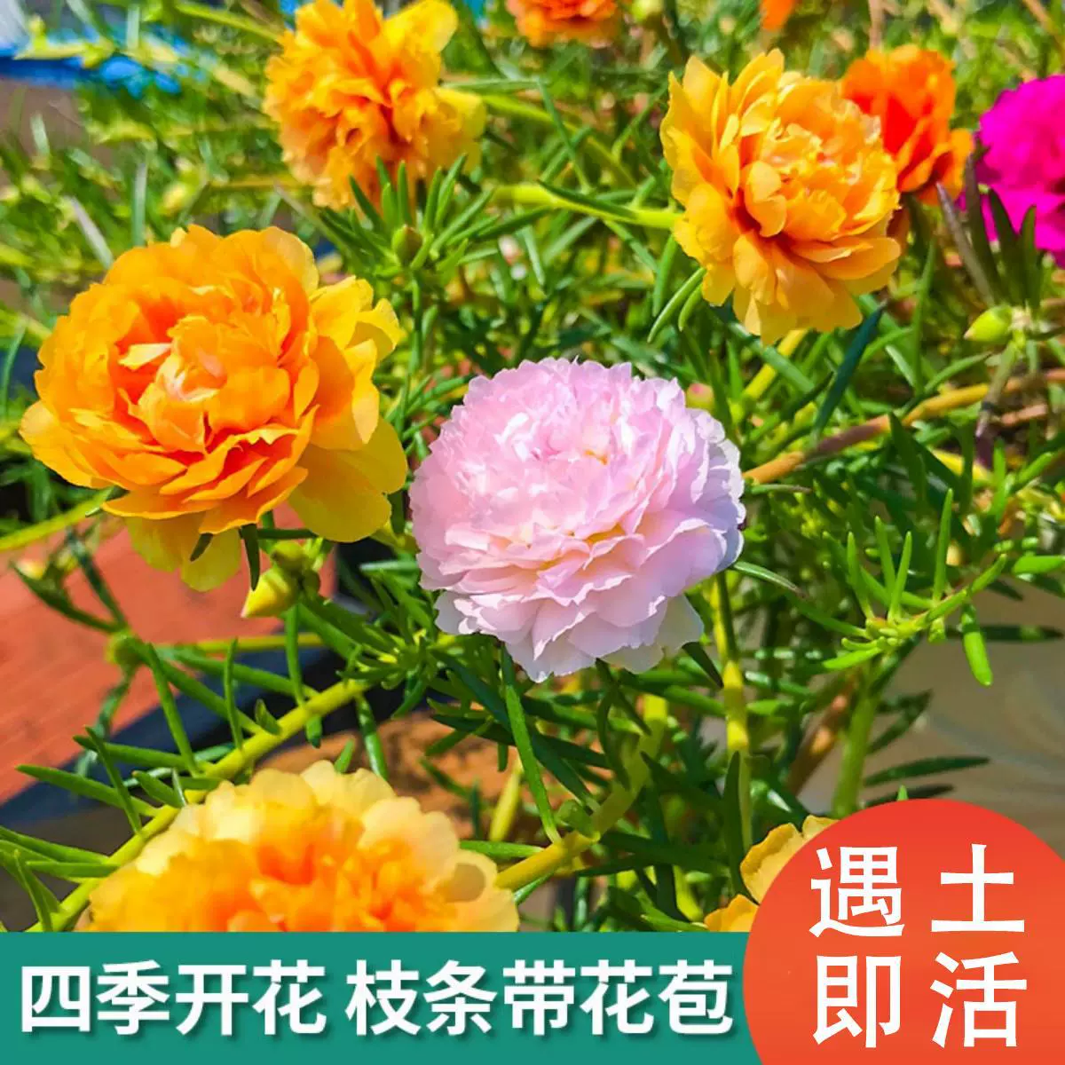 Двухцветные саженцы подсолнечника смешанных цветов, корни и бутоны, многолетние растения, которые легко кормить и цветут в любое время года, семена в горшках.