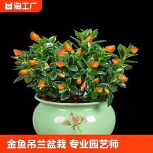 �ļ����~�����m�����҃ȾGֲ���ܶ���ֲ��G�}�lؔ����B�͏d��ȩ