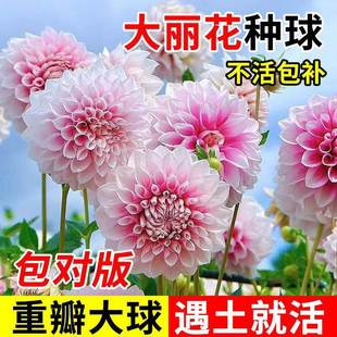 �ذ�������N��������ļ�ţ�̿��ȴ�ջ��عϻ������̨���Ժ��B