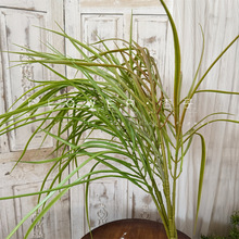 兰花草绿植仿真造景芦苇草造景线条挑高植物墙龙须草装饰野生婚礼