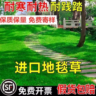 Lawn Grass Seeds, Evergreen, No-Pruning, Dwarf Carpet Grass Seeds, Courtyard Greening Turf, Trampling-Resistant Grass Seeds