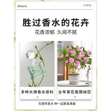 香妃山茶花盆栽带花苞五色赤丹花卉植物室内耐寒茶花树苗四季开花