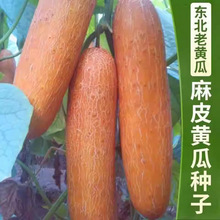 老黄瓜种子/麻皮黄瓜仔农家老品种春秋冬季四季蔬菜种子包装随机