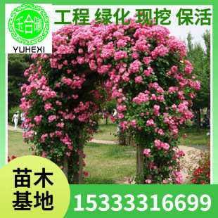 Wholesale Vine Rose Angela Seedlings, Strong-Scented Climbing Flower Plants, Courtyard Fence Hedges, Multi-Flowered Roses