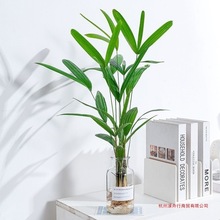 冬天耐寒水培植物棕竹大型盆栽室内好养耐阴竹四季富贵竹其他