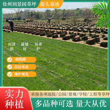 真草坪带土工程绿化草皮成活率高 少修剪矮生百慕大 公园花园绿化