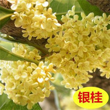 �y�𻨘�����½�𵤹�޽ӹ����Ե��Գ���������ͥԺ��