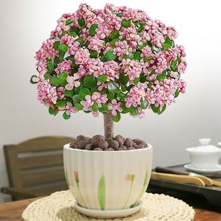 Wholesale Indoor Succulent Plants with Golden Branches and Jade Leaves, Drought-Tolerant, Easy to Care For, Lollipop Shape