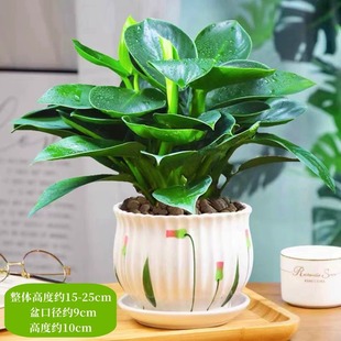 �������ֲ���K��荾G�}�jˮ����~�Gֲ�����k���҃ȑ��˺��B����