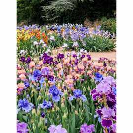 德国鸢尾苗小盆虹越庭院花园多年生宿根花境搭配耐寒耐旱草本花苗