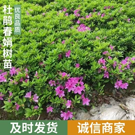 盆栽;灌木;种子