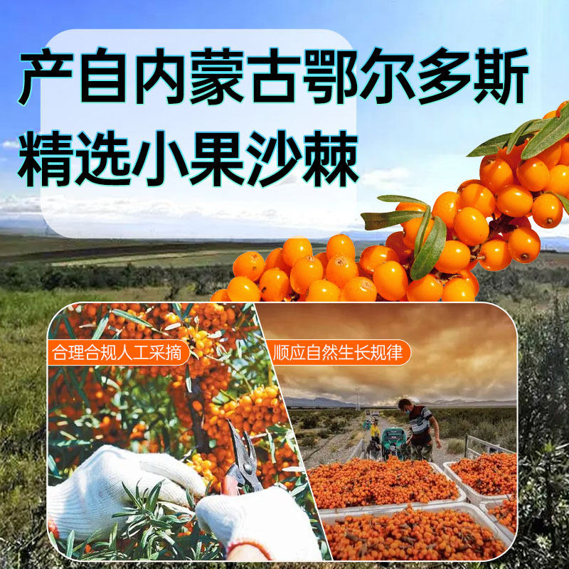 Sea Buckthorn Juice Puree Small Pack Portable 300ml Inner Mongolia Origin in use