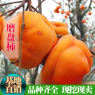 �o��������޽������Ә����ձ�����ĥ�P��ժ�¾ͳ������箔��Y��