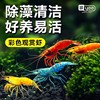 热带观赏虾淡水鲜活除藻清洁工具彩色小虾黑壳樱花虾