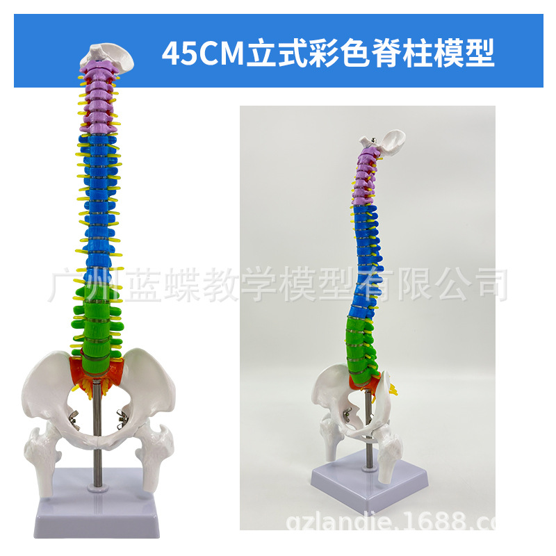 45CM��ɫ���弹׵ģ�� ��׵������+�ɹ� ���弹��ģ�� ��ʽ ����