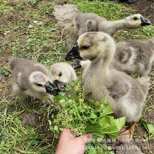 �߮a�������˳��l���ڴ�N���Z��С�Z�̻��w������Z�߮a�����Z��