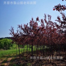 紫叶李树苗红叶李苗圃批发高杆低分枝园林绿化工程行道树彩叶苗木
