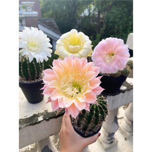 �󻨲ʲ��_�������������ƶ���ֲ���҃����̨���ܾGֲ����