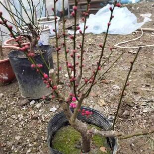 �t÷�����Ԙ���ԭ���Ϙ��G÷�辰ͥԺ�Gֲ����㻨���ͺ��ļ��D÷