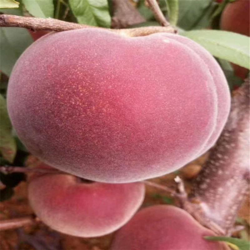 Персиковое дерево Сеянка Привитые рассады Зима Персиковое дерево Новый сорт Позднего созревания Большой Октябрь Зима Снег Персиковое дерево