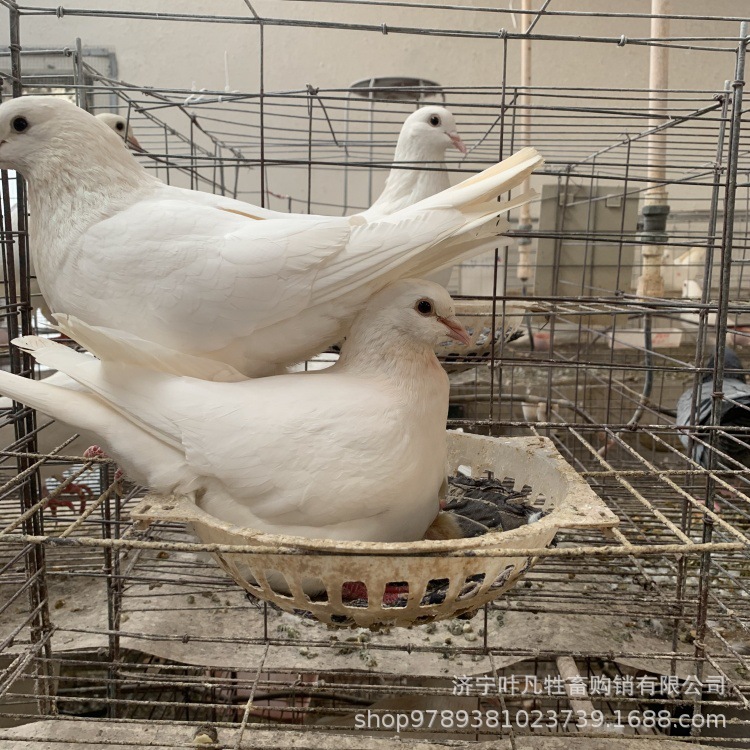 肉鸽种鸽白羽王和落地王13475764645