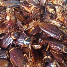 ���޴���֬��Ʒ�������ɿɴ��ʹ����ĩ500g���]��Ʒ