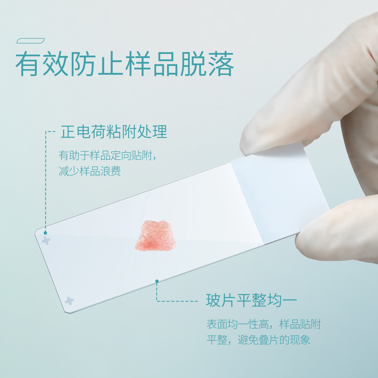 for export adhesion object plate frozen slice paraffin section laboratory microscope glass lens