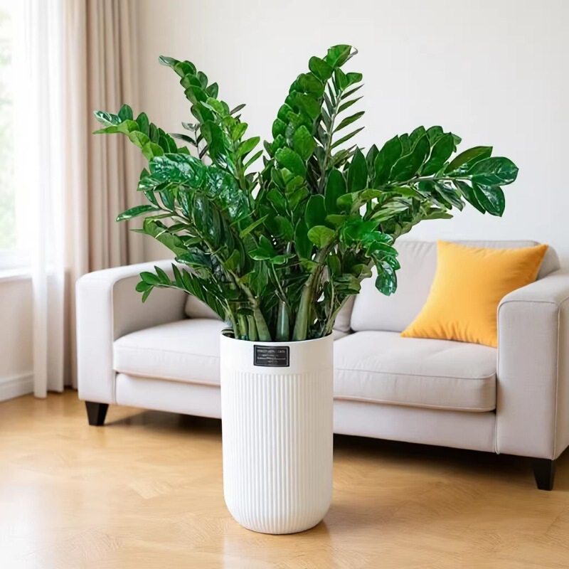 Money Tree Potted Plant Tall Indoor Flower Plant Large Green Plant for Living Room Wholesale Office Drought-Resistant Money Plant