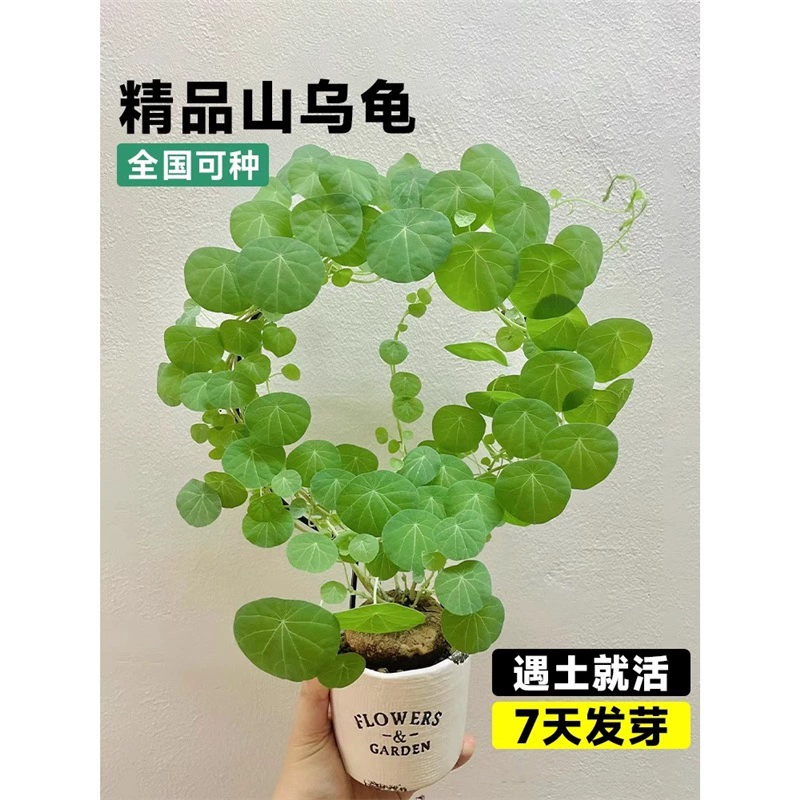 Растение горская черепаха, однолистная черепаха, золотая неподменяемая лампочка в горшке, вьющаяся лиана для внутреннего балкона, легко выращиваемое зеленое растение на гидропонике.