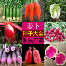 ˮ���P���}���N�����Լt�ĝM�üt���������S�t���}�����߲˷N��