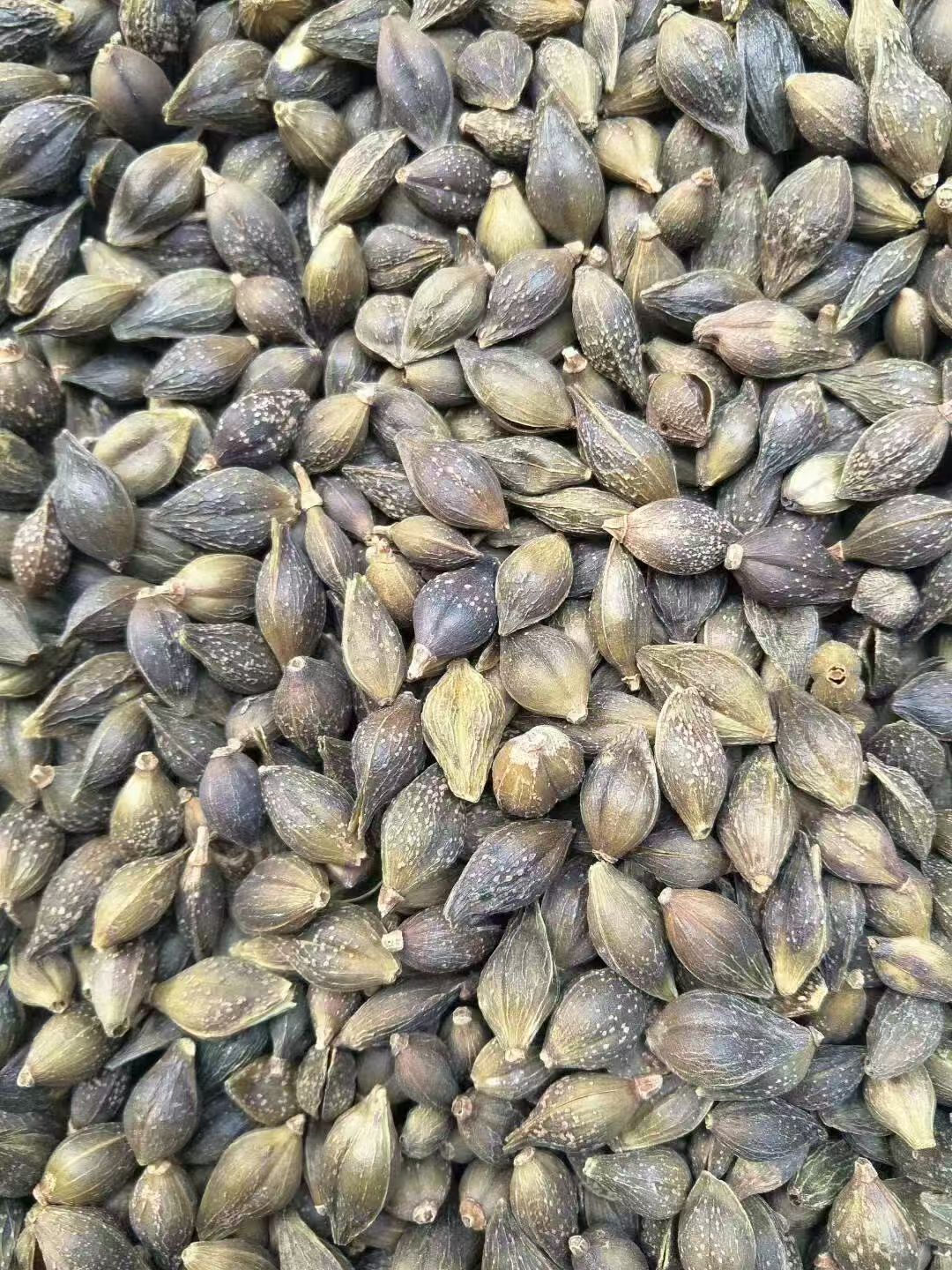 Dried Forsythia Fruit Lian Qiao Qing Qiao Whole Clean 500g specifications