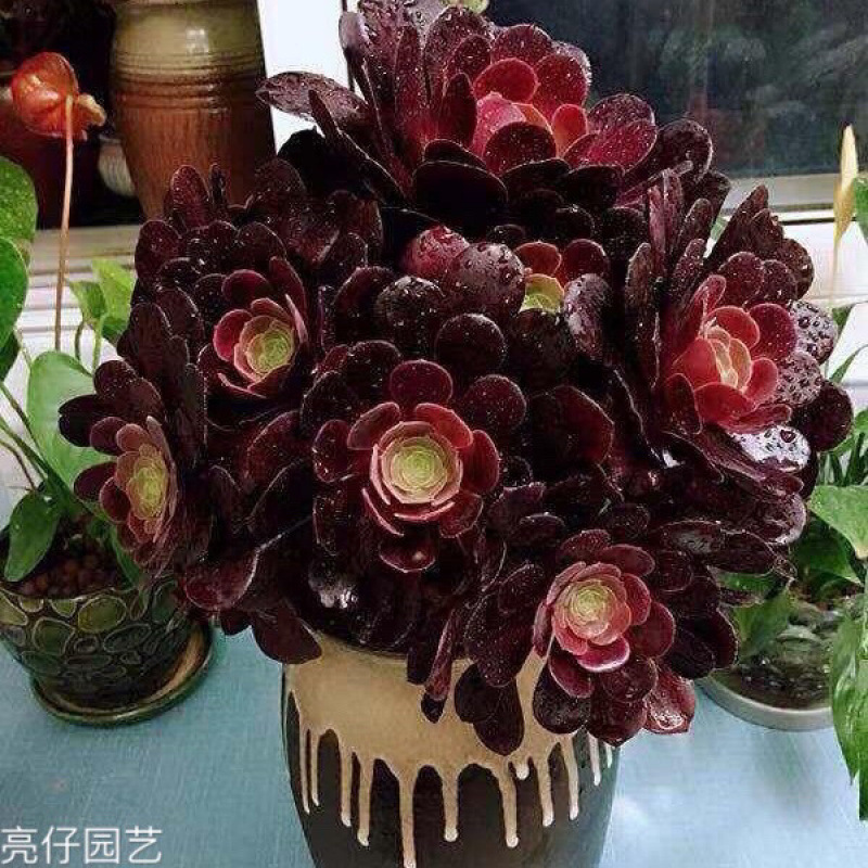 한쪽에 새싹이 있는 보라색 벨벳 마법사 키 15cm의 유럽 버전