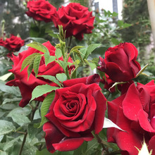 һ�����lī�tõ�廨����������ī�p�x�����̨ͥԺ�ļ��_����ֲ��
