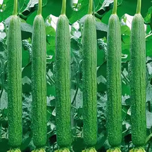 ���L�z�ϷN���L��G�z�ϷN����ϸ߮a�����������ļ��̨�߲˷N��