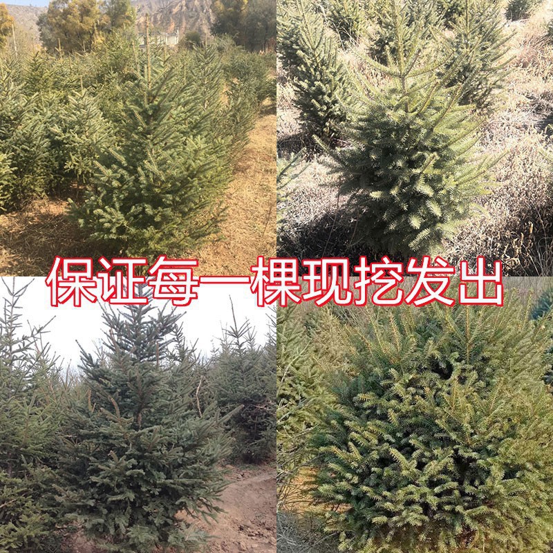 A piece of distribution wholesale real Christmas tree potted real…