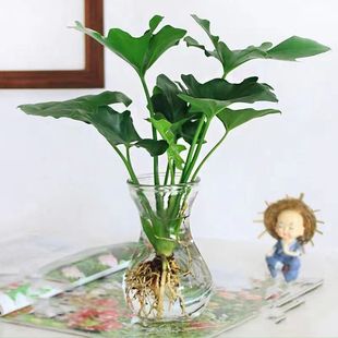 Hydroponic Plants Spring Feather Indoor Green Plants Florals Living Room Easy to Grow Mosquito Repellent Plants Water Culture Office Potted Florals