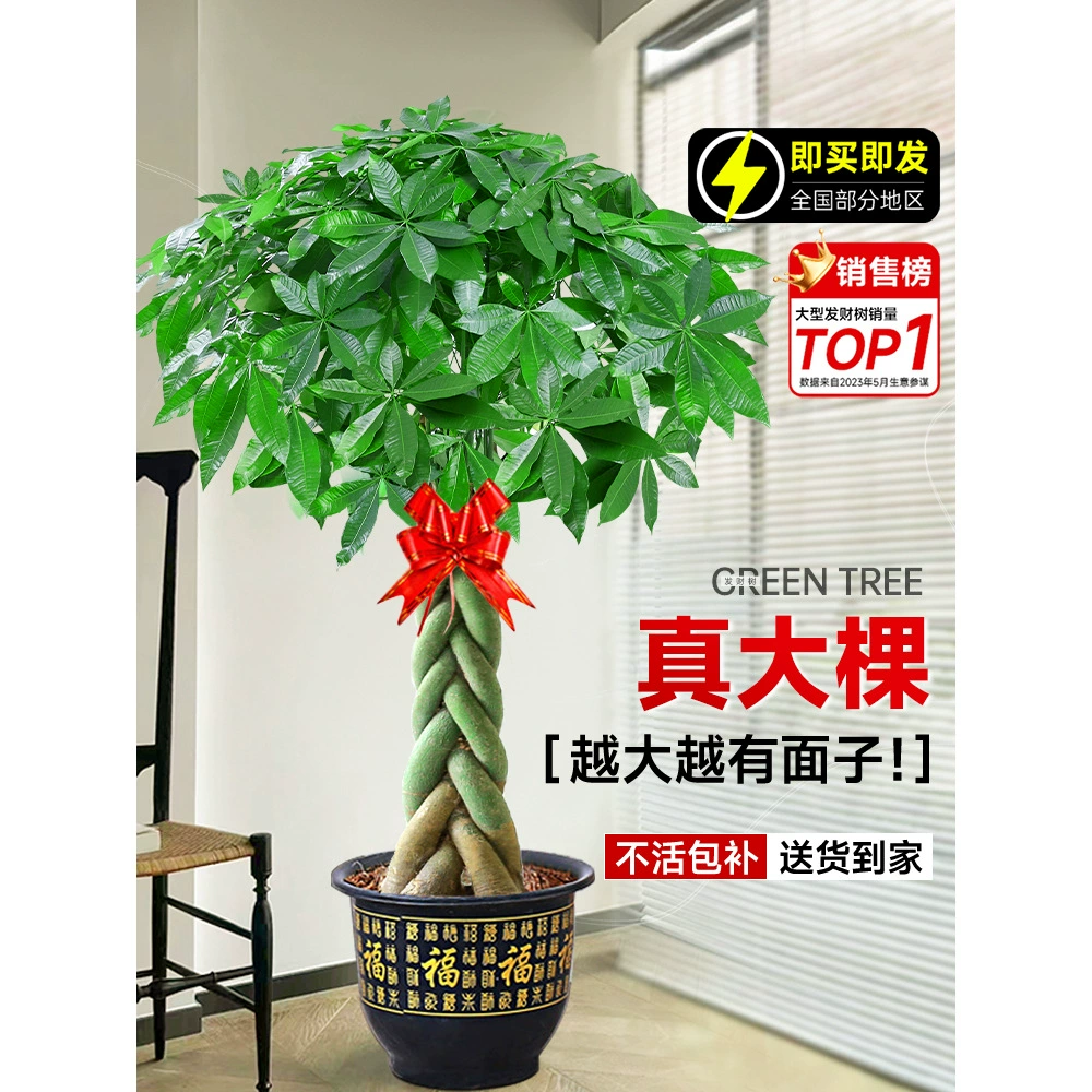 Плетеное денежное дерево в горшке для гостиной, большое комнатное зеленое растение, денежное дерево для офиса, подарок на новоселье, напольное растение