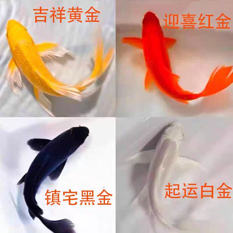 金鱼活体观赏鱼锦鲤草金鱼冷水鱼黑金锦鲤黄金锦鲤白金锦鲤小型鱼